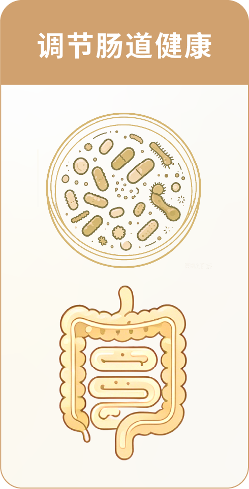 Regulates gut health